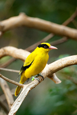 Black-naped oriole