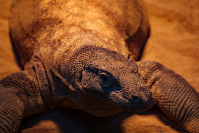 Komodo Dragon
