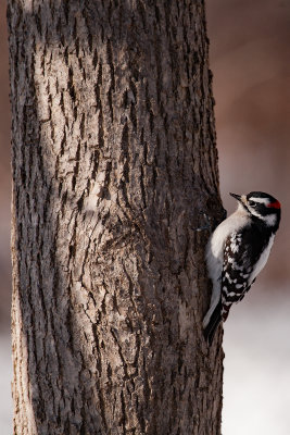 Downy Woodpecker