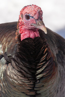 Wild Turkey