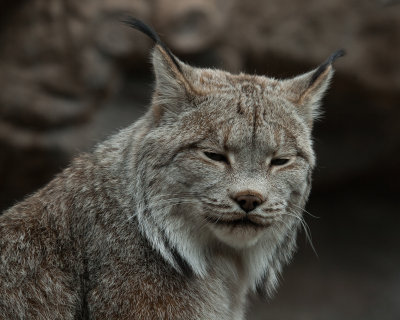 Lynx