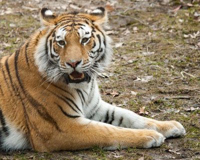 Amur Tiger