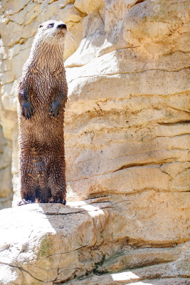 River Otter
