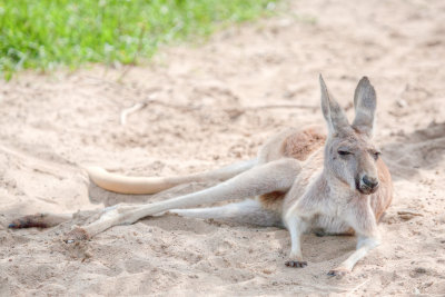Red Kangaroo