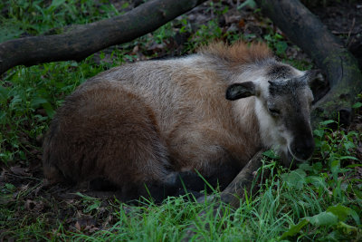 Young Takin