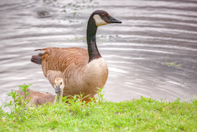 Canada Goose