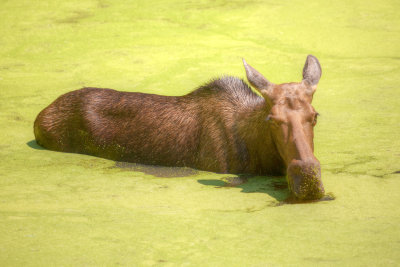 Moose