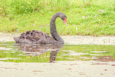 Black Swan
