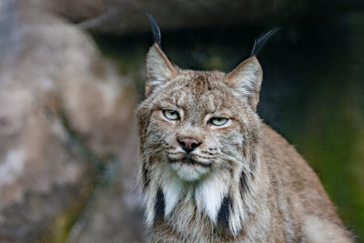 Lynx
