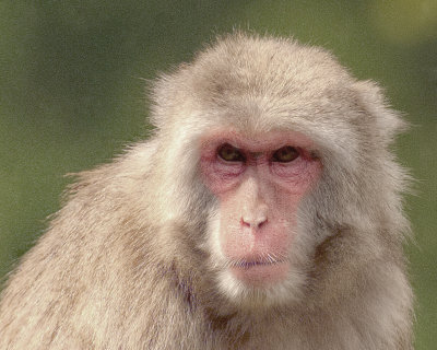 Snow Monkey