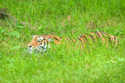 Amur Tiger