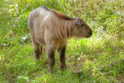 Young Takin