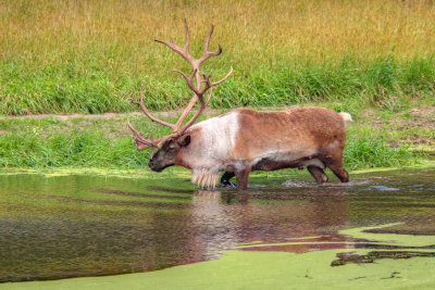 Caribou 