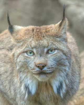 Lynx