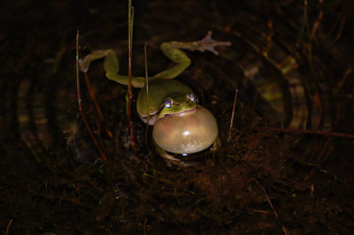 Lvgroda (Hyla arborea)