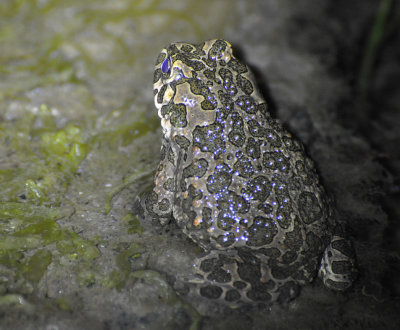 Grnflckig padda (Bufotes viridis)