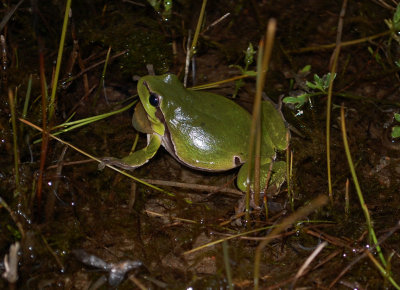 Lvgroda (Hyla arborea)