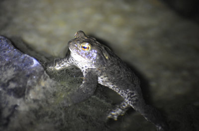 Vanlig paddan (Bufo bufo)