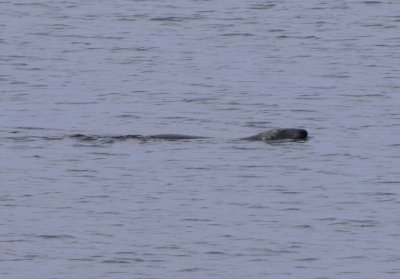 Grsl (Halichoerus grypus) Hradsskr