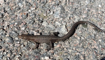 Skogsdla (Zootoca vivipara)