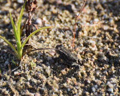 Strandpadda (Epidalea calamita) 