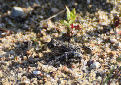 Strandpadda (Epidalea calamita) 