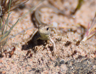 Sanddla (Lacerta agilis)