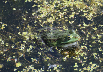 tlig groda (Pelophylax kl. esculentus)