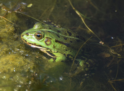 tlig groda (Pelophylax kl. esculentus)