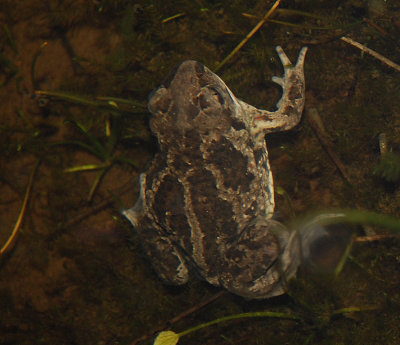 Lkgroda (Pelobates fuscus)