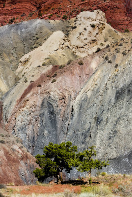 tree-small-.jpg