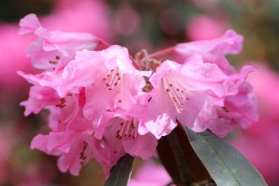 Rhododendron:  Washington State Flower