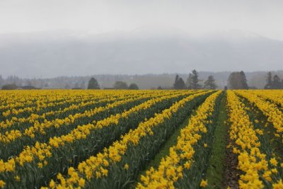 La Conner Daffodils