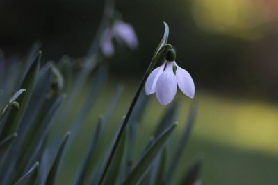 Snowdrop