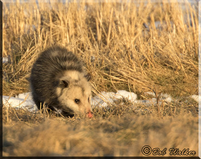 The Virginia Opossum Has The Nose