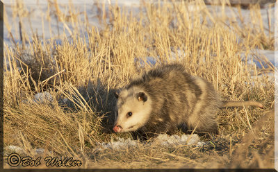 The Virginia Opossum Enjoys The Warm Sun In It's Quest