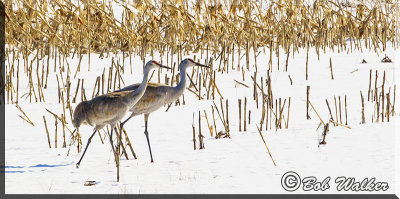Sandhill Cranes In Early Spring