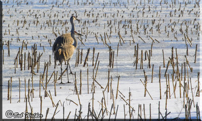 The Sandhill Cranes Foraging For Food