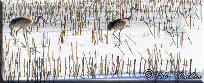 The Sandhill Cranes As Off They Went 