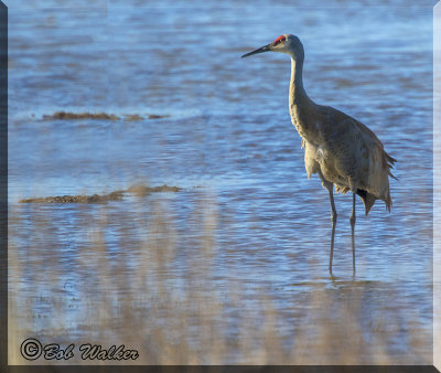 A Sandhill Crane Near Visitor Center