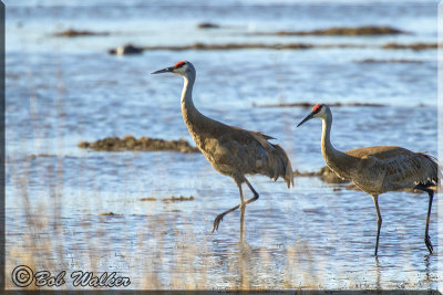 A Pair Of Sandhill Cranes Strolling Along The Shore