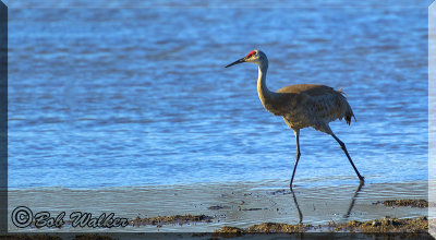 As A Sandhill Crane Walks Along The Shore