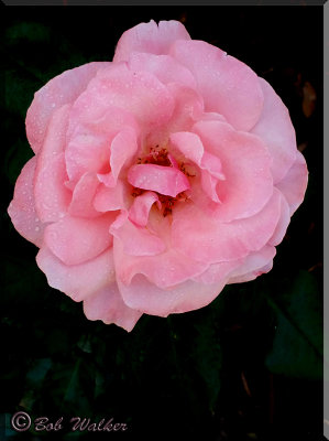 A Pink Rose 