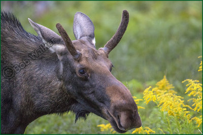 Young Bull Yearling Moose
