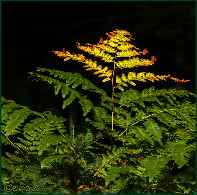 The Fern As The Season Starts To Change