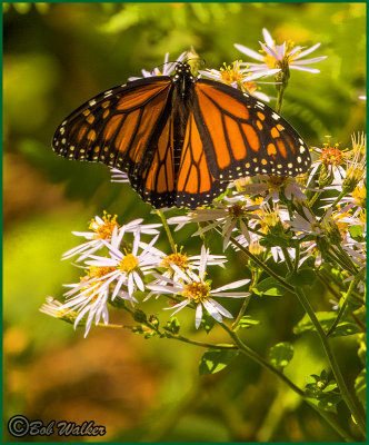 Monarch Butterflies Coming Back