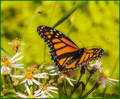 Monarch Butterfly And It's Pollinating Friends 