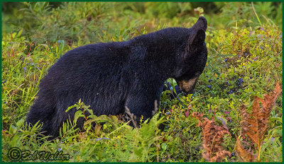 A Young Baby Bear Eating Blue Berries Bulking Up For The Winter Ahead 