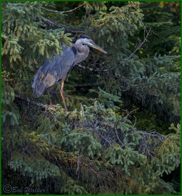 Blue Heron In A Tree Hidden From It's Prey 