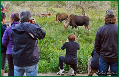 Moose On The Loose